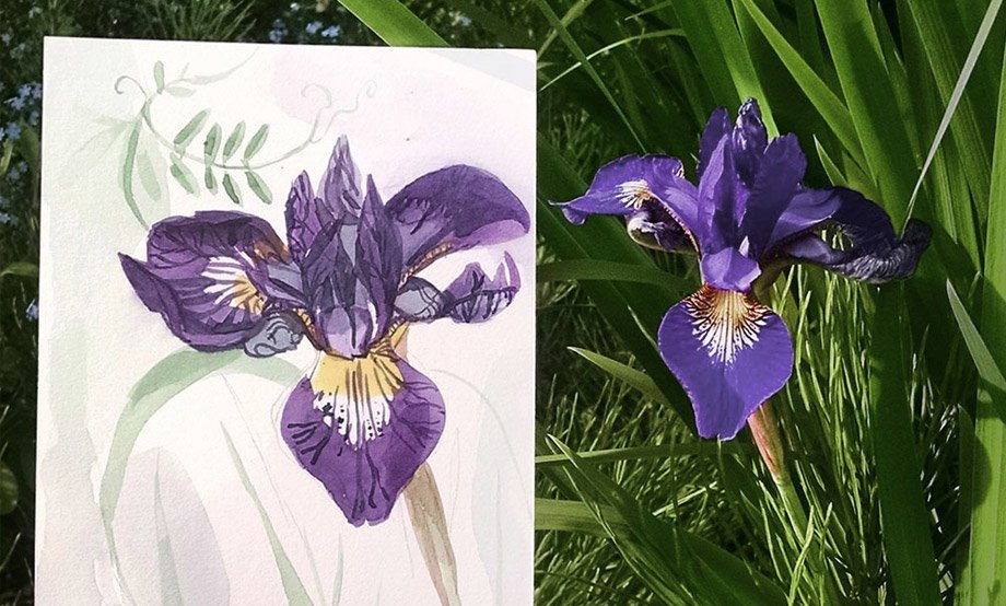 920x554 Painting Flowers And Herbs - Painting Herbs