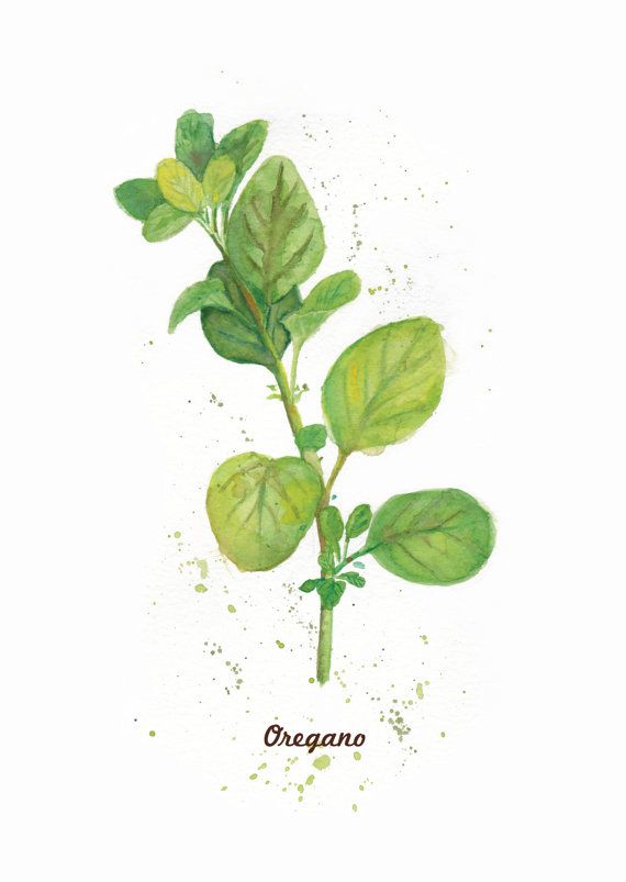 570x803 Set Of 6 Herb Prints. 5x7 Inch Art Print From My Thepaperwing - Painting Herbs