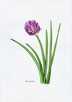 236x333 Summer Herbs, Flowers, Plants, Watercolor Original Painting Art - Painting Herbs