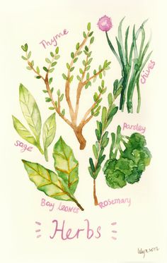 236x373 Twig Of Rosemary On A White Background Stock Illustration - Painting Herbs