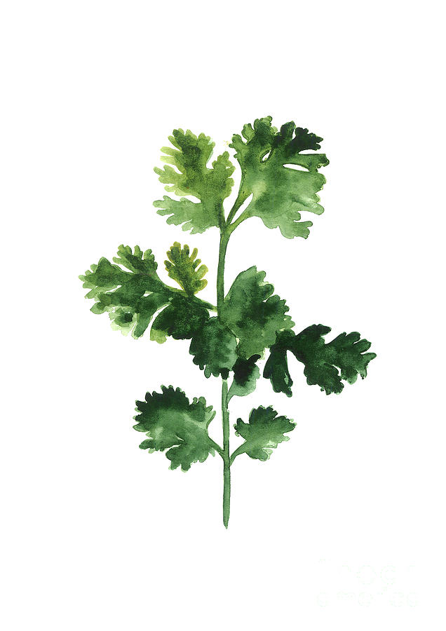 636x900 Cilantro Watercolor Art Print Painting Painting By Joanna Szmerdt - Painting Herbs