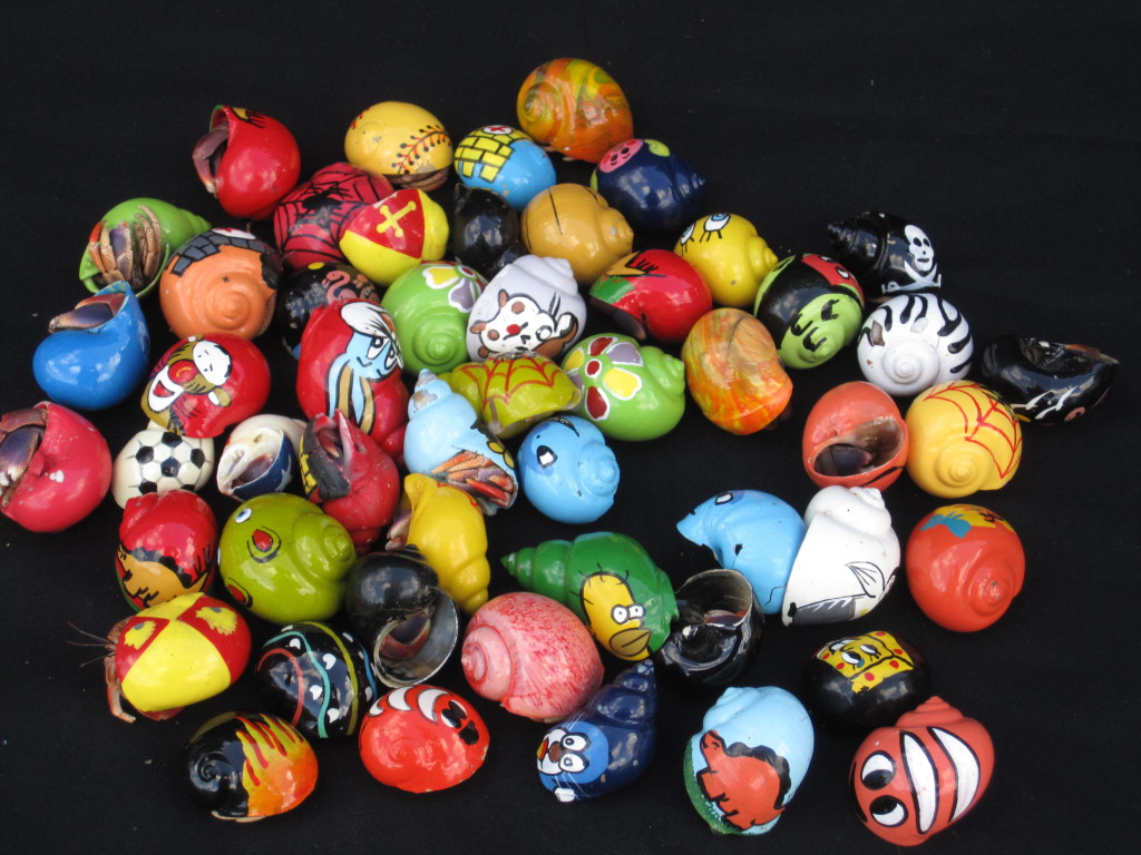 1024x768 Medium Hermit Crab In Painted Shells (Specialty) Tropicshells - Painting Hermit Crab Shells