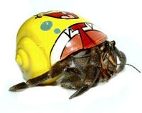 200x160 Paint A Hermit Crab Shell Activity For Kids Hermit Crab Project - Painting Hermit Crab Shells