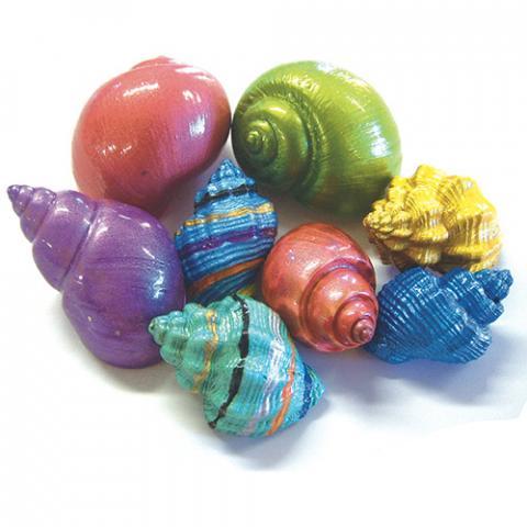 480x480 Pisces Hermit Crab Painted Shells - Painting Hermit Crab Shells