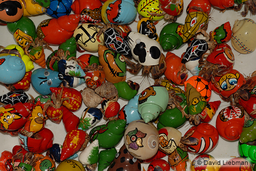 500x335 Hermit Crab Shell Painted - Painting Hermit Crab Shells