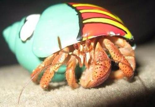 500x344 Extra Large Designer Hermit Crabs For Sale - Painting Hermit Crab Shells