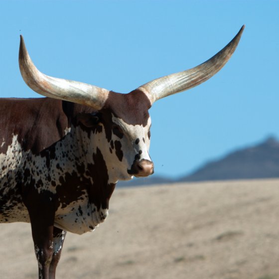 560x560 Painting Horns And Bones - Painting Horns