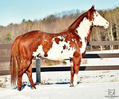 236x197 Pin By Sam The On Rose Haven Stables Rp - Painting Horse Colors