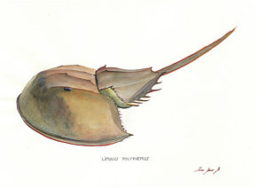 300x212 Horseshoe Crab Art Fine Art America - Painting Horseshoe Crabs