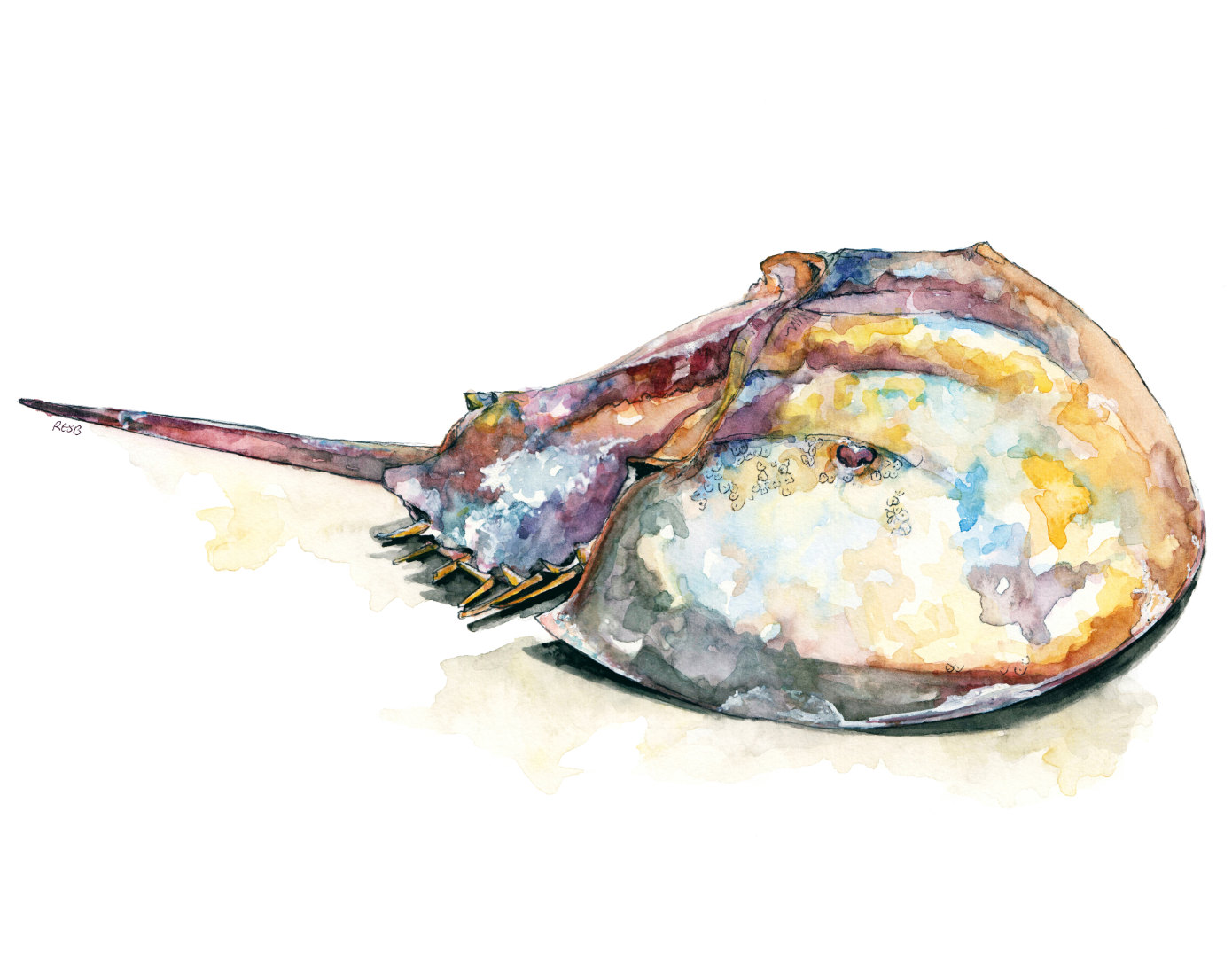 1390x1091 Horseshoe Crab Print From Original Watercolor Painting - Painting Horseshoe Crabs