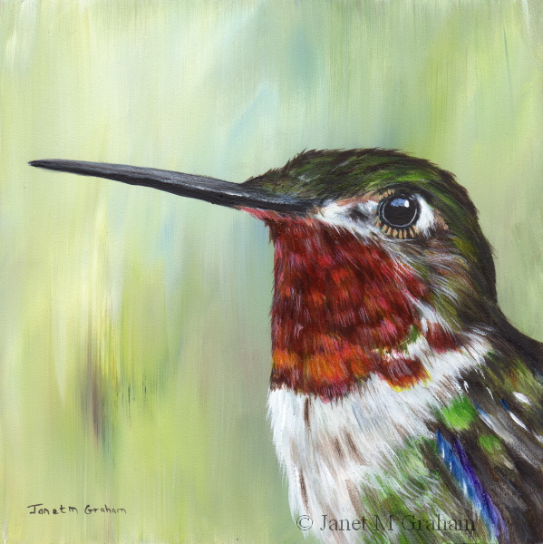 599x600 Janet M Graham's Painting Blog Broad Tailed Hummingbird In Acrylics - Painting Hummingbirds With Acrylics