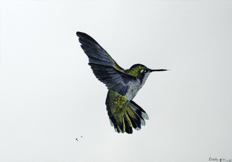 Painting Hummingbirds With Acrylics At Explore