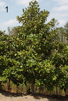 259x384 Landscape Painting Lesson - Painting Magnolia Leaves