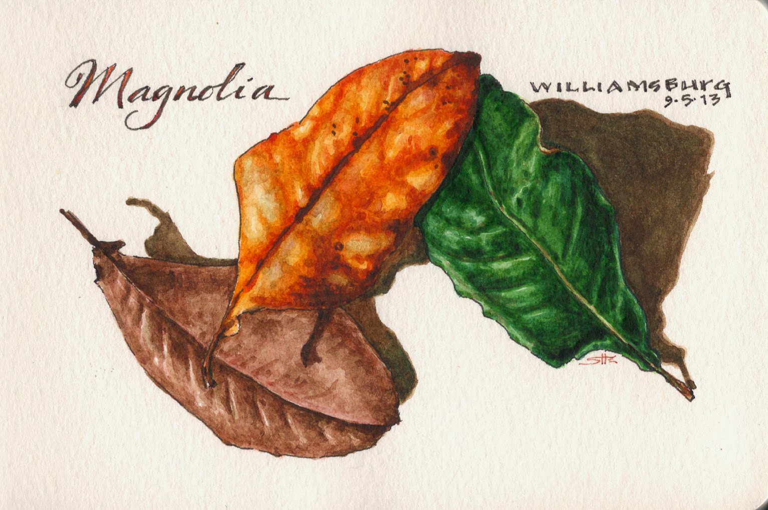 1534x1020 Worth Drawing Magnolia Leaves In Beautiful Decline - Painting Magnolia Leaves