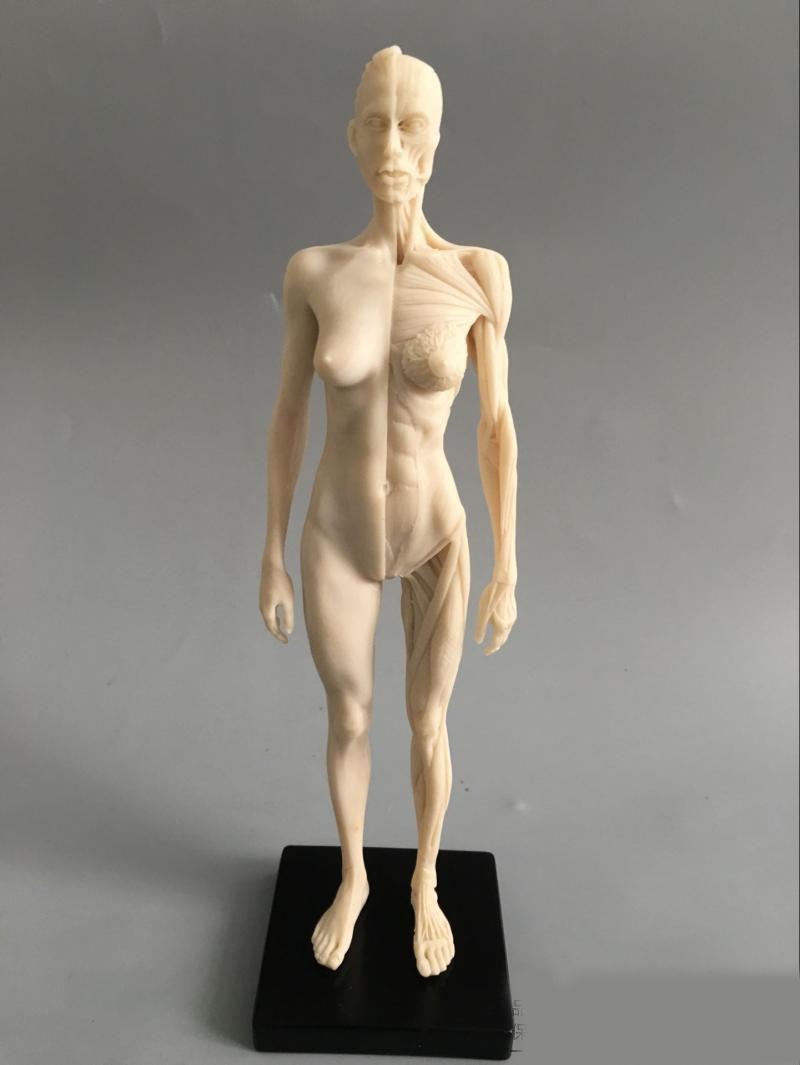800x1065 2018 Wholesale 30cm Art Mannequin Musculoskeletal Anatomical Model - Painting Mannequin