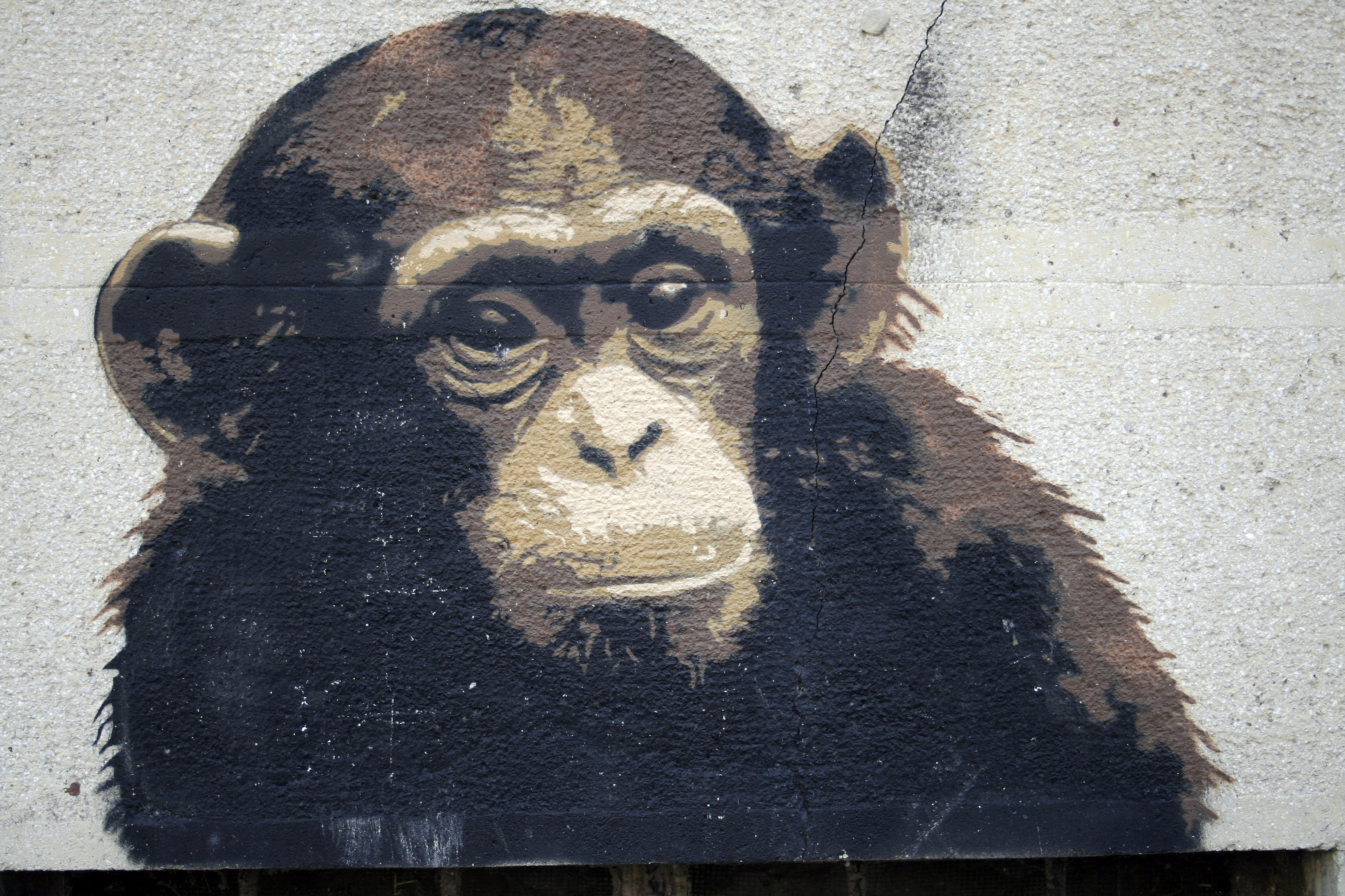 3456x2304 Grunge Monkey Painting In A Wall Textures For Photoshop Free - Painting Monkey