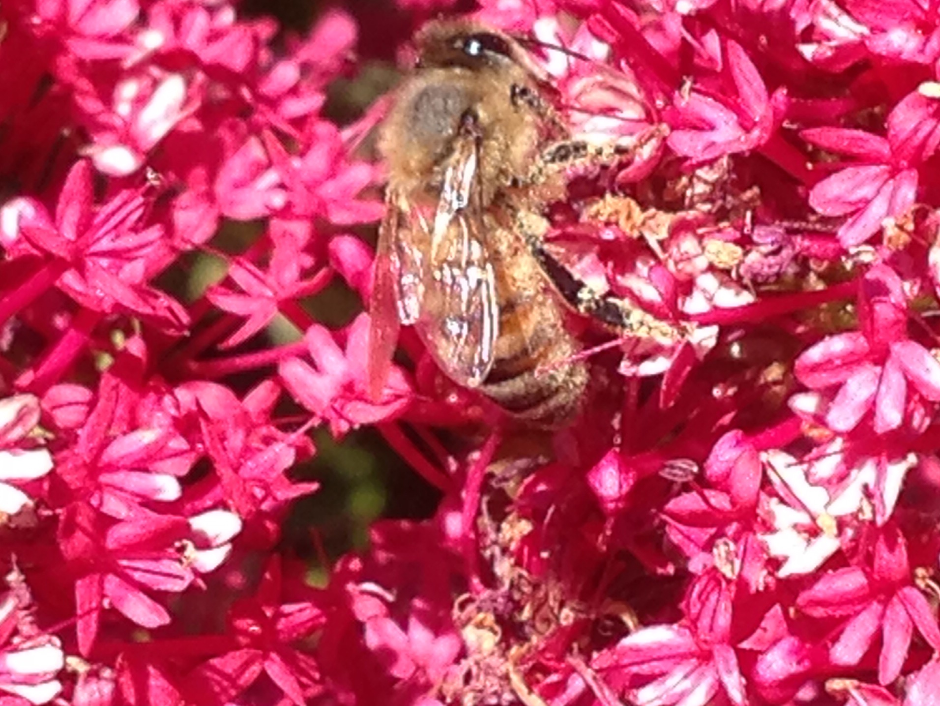 1912x1435 Painting A Bee - Painting Of A Bee