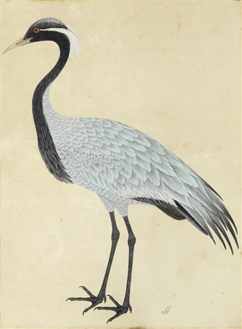 345x470 A Large Painting Of A Bird, Called Karkara By Company School (19 - Painting Of A Bird