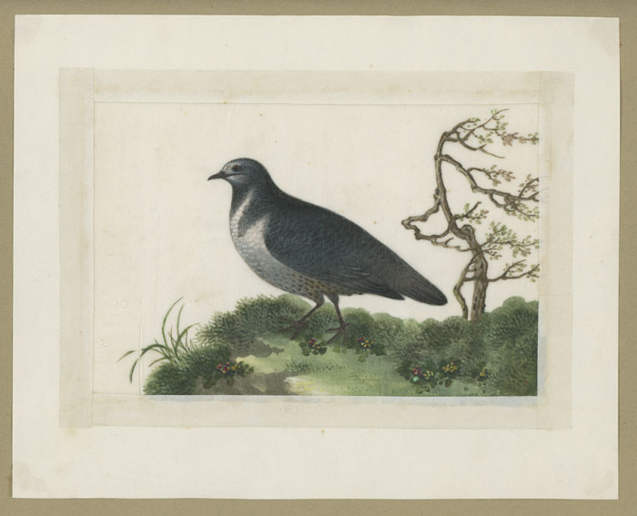 700x567 Chinese Watercolor Painting Of A Bird On Pith Paper Chinese Pith - Painting Of A Bird