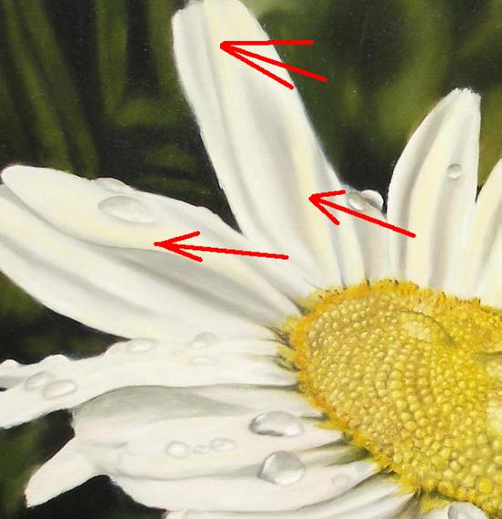 552x570 How To Paint A Daisy, Things To Really Look For. - Painting Of A Daisy