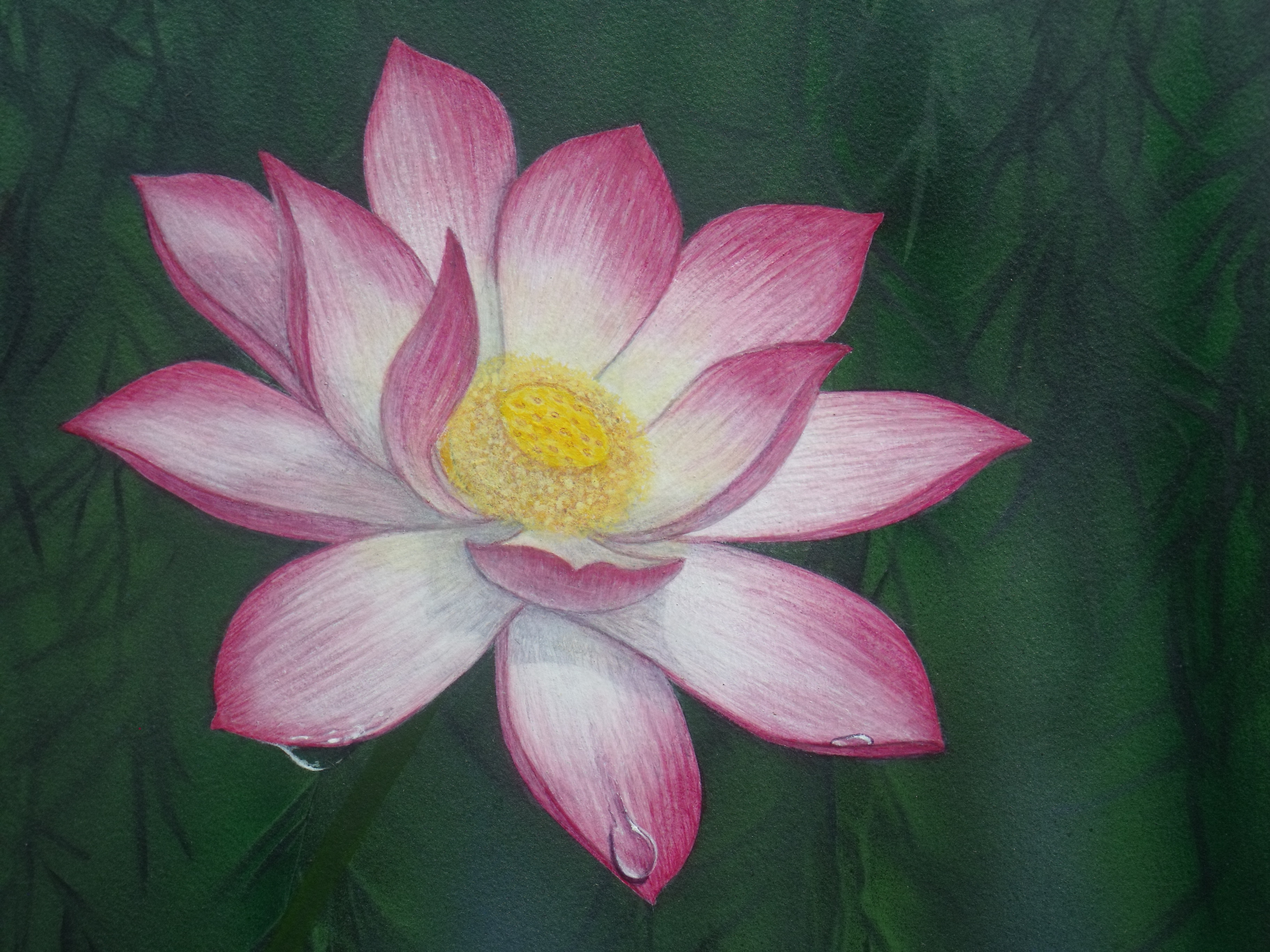 3648x2736 Painting Of A Lily Water Lily Paintings And Photos Tracts4free - Painting Of A Lily