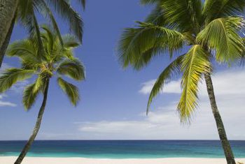 350x235 How To Paint Palm Trees On Walls Home Guides Sf Gate - Painting Of A Palm Tree