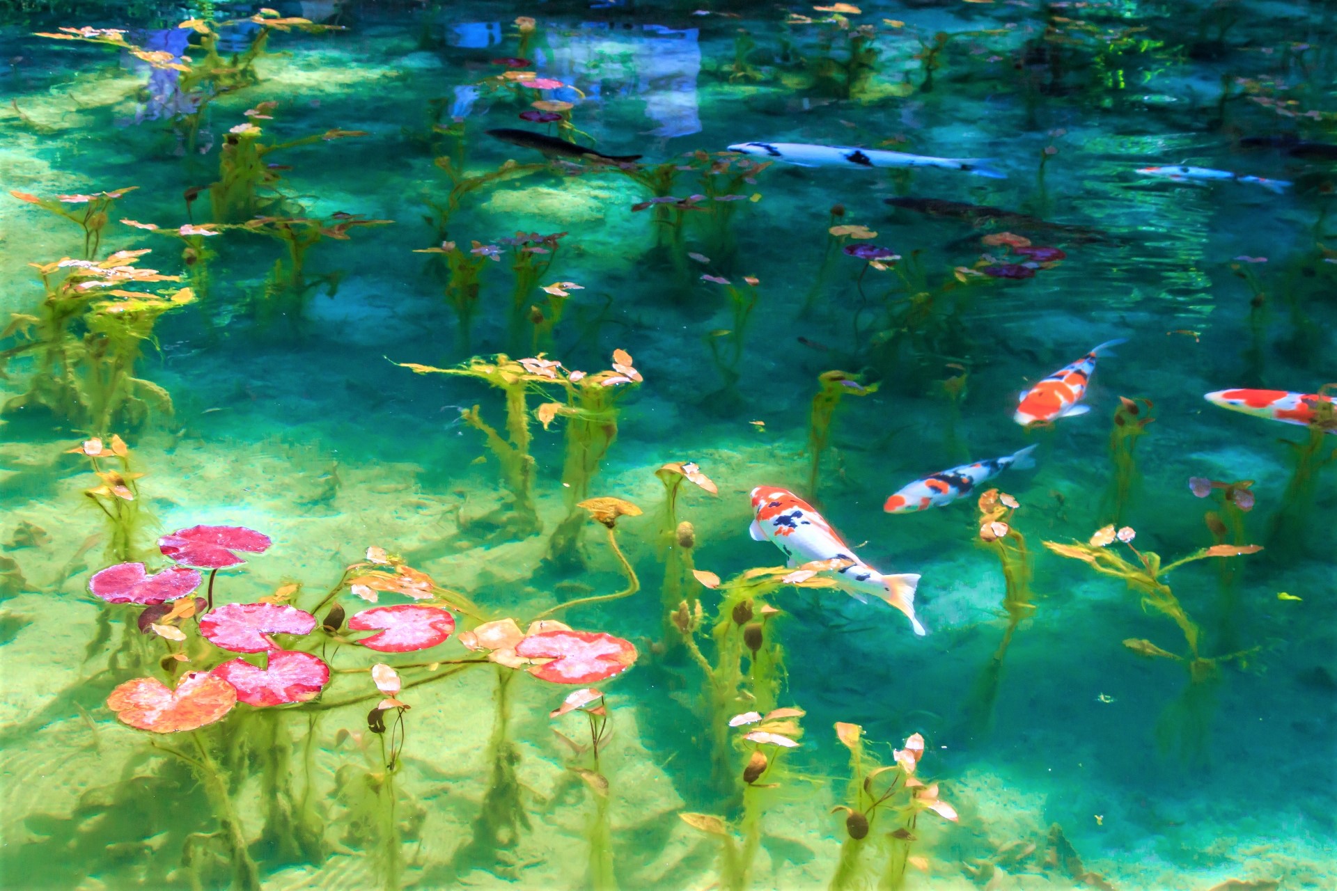 1920x1280 The Mystery Pond In Japan Looks Like Monet's Paintings - Painting Of A Pond