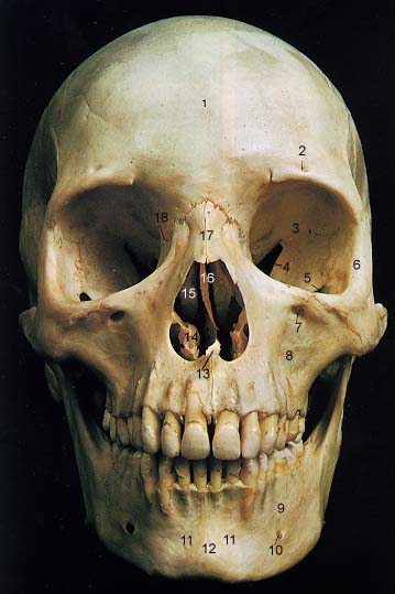 359x539 Skull Painting (First Digital Painting) - Painting Of A Skull