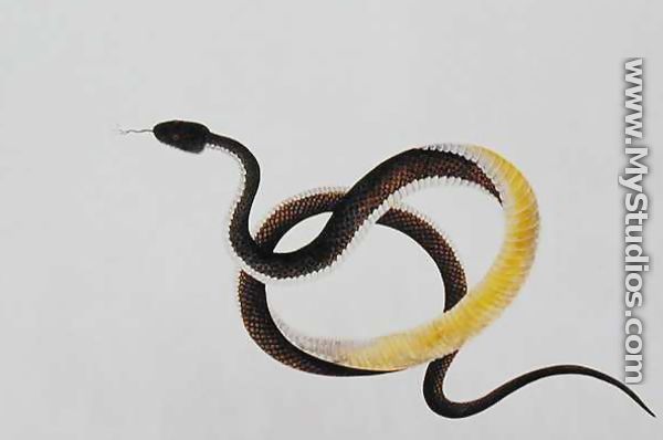 600x398 Snake, - Painting Of A Snake