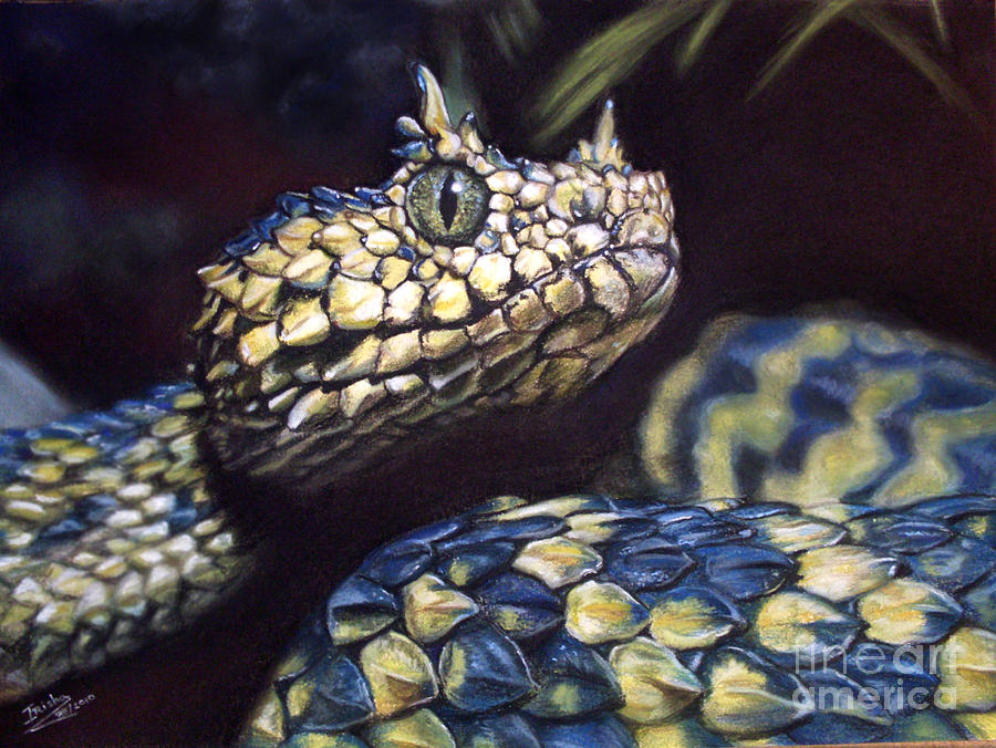 900x676 Snake Painting By Irisha Golovnina - Painting Of A Snake