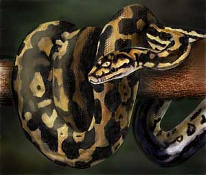 300x256 Snake Paintings - Painting Of A Snake