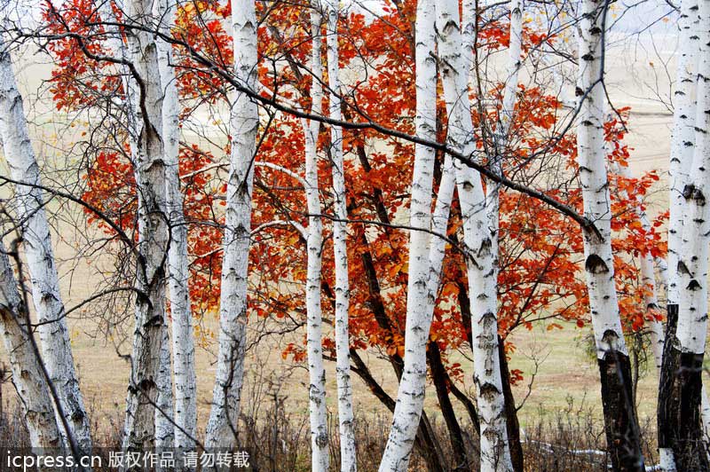 800x532 Birch Trees Enhance Winter Landscape[5] - Painting Of Birch Trees In Winter