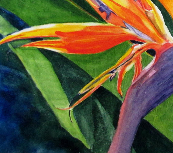 570x504 Bird Of Paradise Flower Painting - Painting Of Birds Of Paradise Flowers