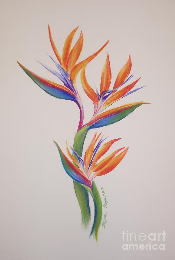 609x900 Birds Of Paradise I Painting By Tatjana Popovska - Painting Of Birds Of Paradise Flowers