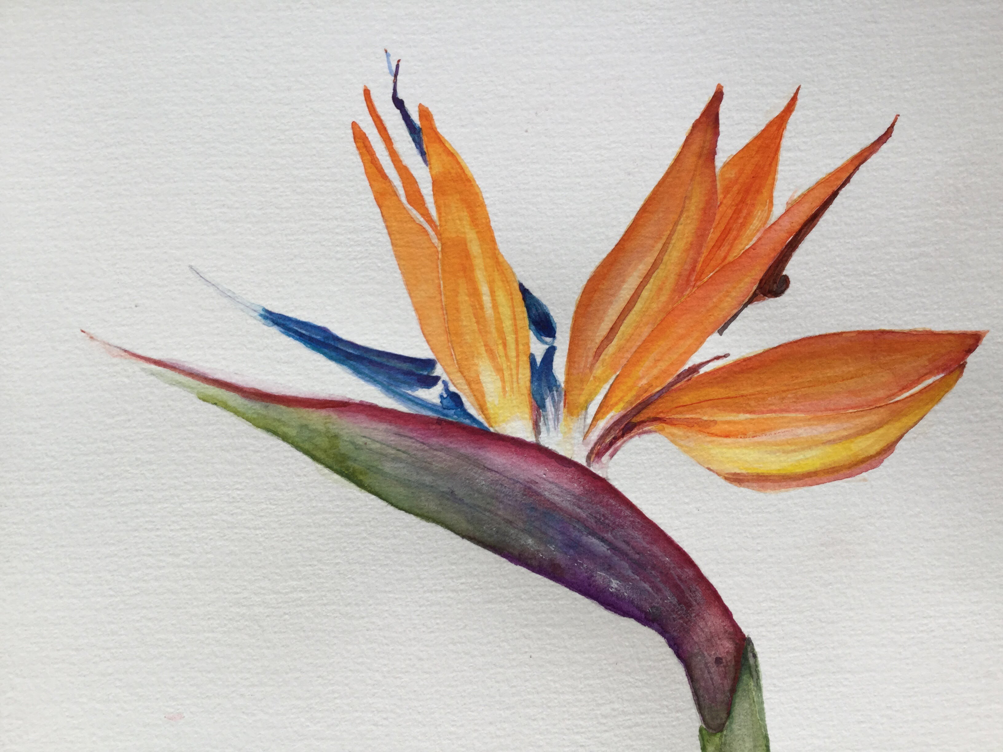 3264x2448 How To Paint A Birds Of Paradise Vintage Arts By Fiurza - Painting Of Birds Of Paradise Flowers
