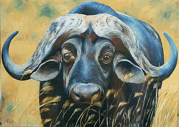 583x413 African Wildlife Oil Painting Of Cape Buffalo By South African Artist - Painting Of Buffalo
