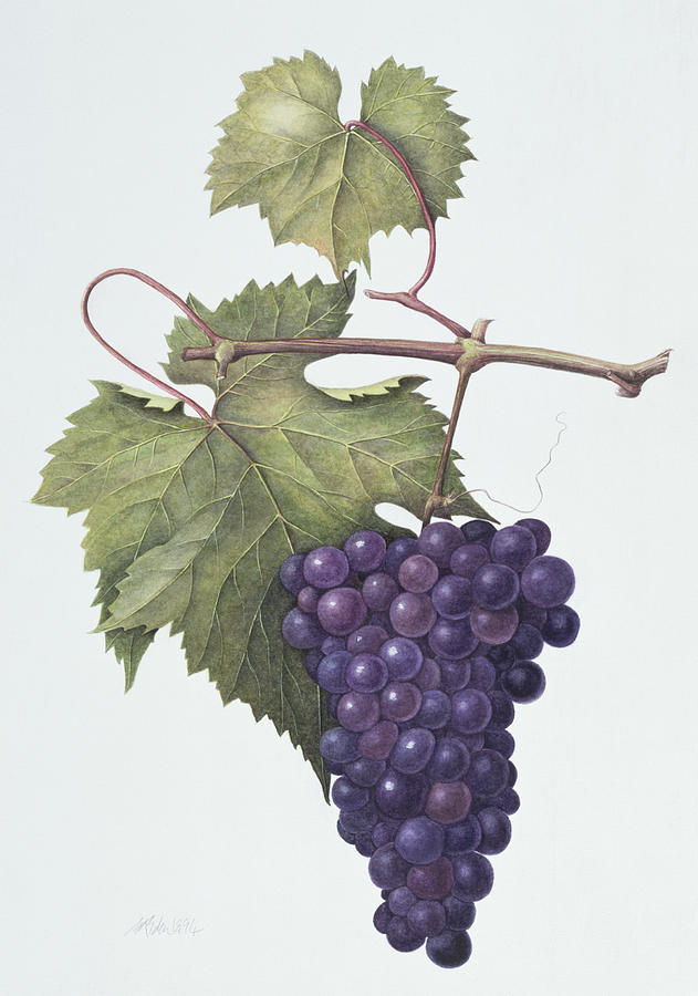 631x900 Grapes Painting By Margaret Ann Eden - Painting Of Grapevines