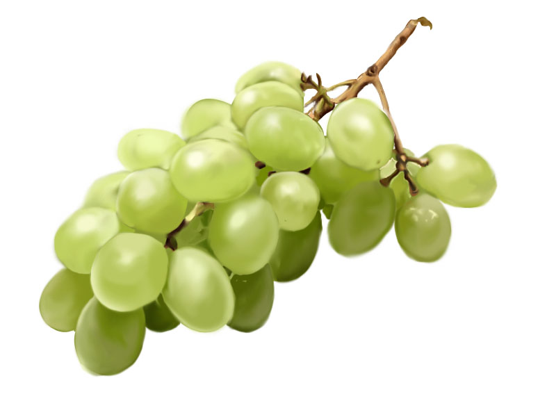 800x600 Grapes Digital Painting By Nayawinden - Painting Of Grapevines