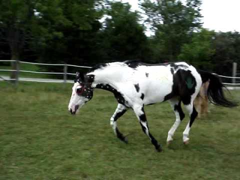 480x360 Indian Painting Horses 0002 - Painting Of Indian On Horseback