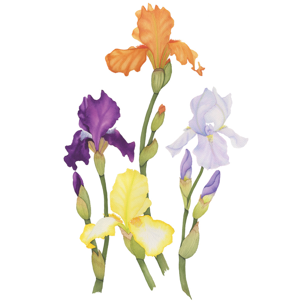 1000x1000 Colorful Spring Iris Watercolor Painting My Giant Strawberry - Painting Of Iris Flower