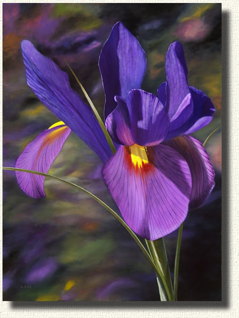 481x640 Flower Paintings By Stephen Luce - Painting Of Iris Flower