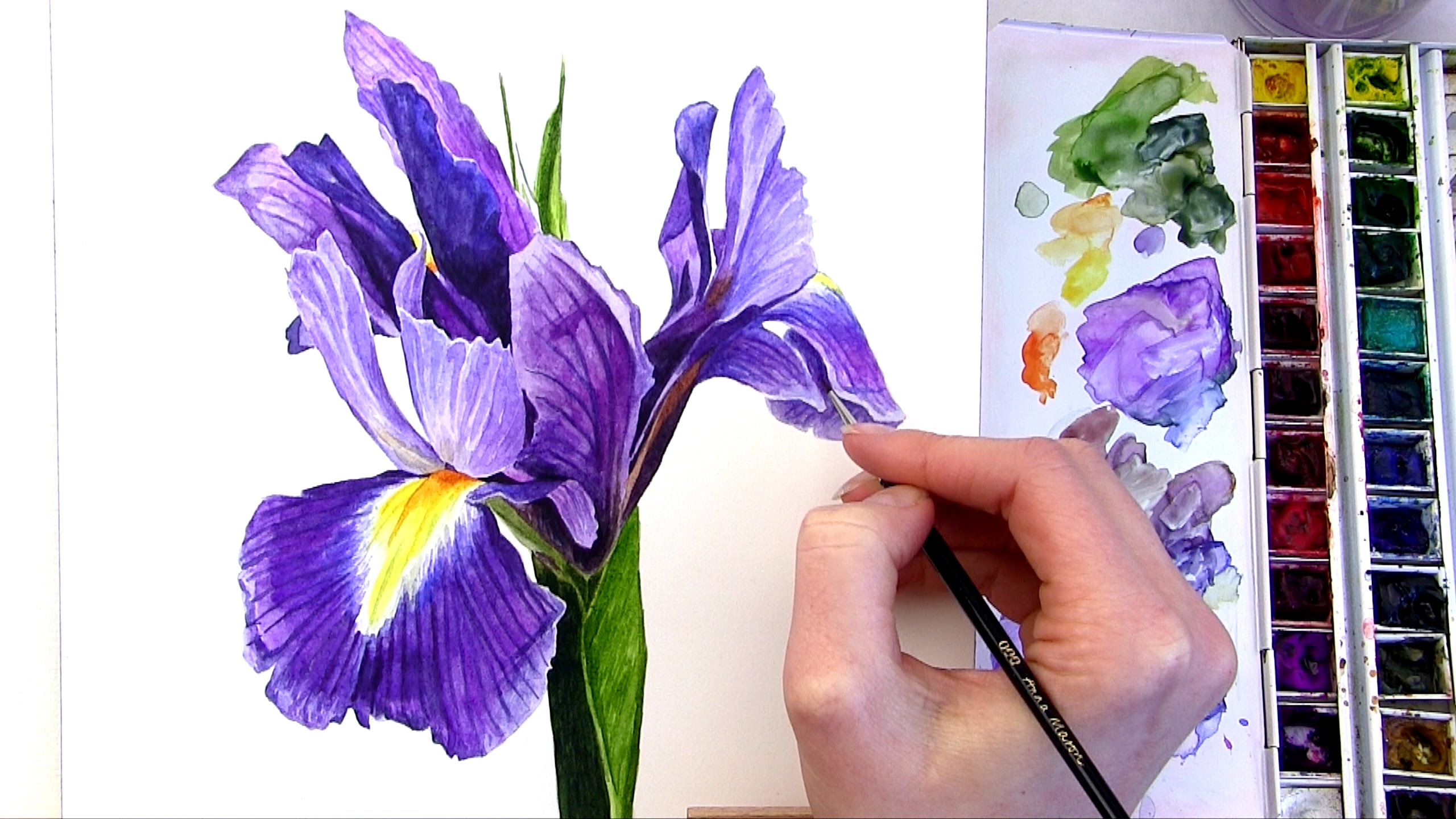 2560x1440 How To Paint A Multi Coloured Flower In Watercolour - Painting Of Iris Flower