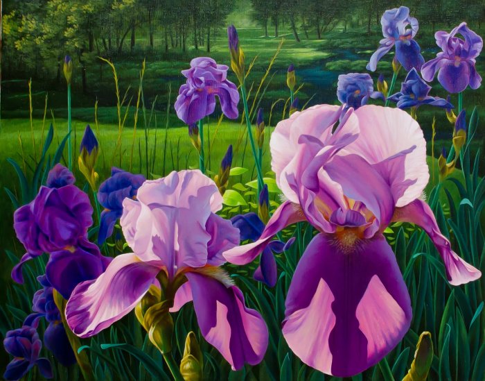 700x549 Iris Glee Club Painting Of Vibrant Purples Of An Iris Flower Bed - Painting Of Iris Flower