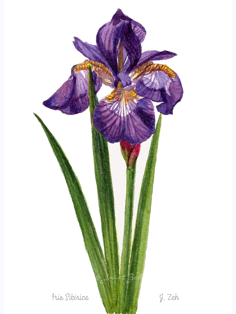 752x1000 Janet Zeh Original Art Watercolor And Oil Paintings Siberian Iris - Painting Of Iris Flower