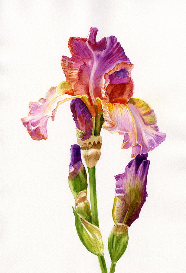 615x900 Purple And Orange Iris Painting By Sharon Freeman - Painting Of Iris Flower