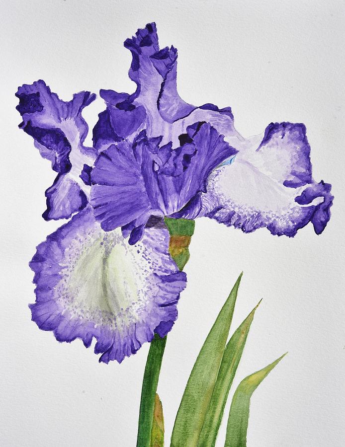 694x900 Violet Iris Flower With Leaves Painting By Linda Brody - Painting Of Iris Flower