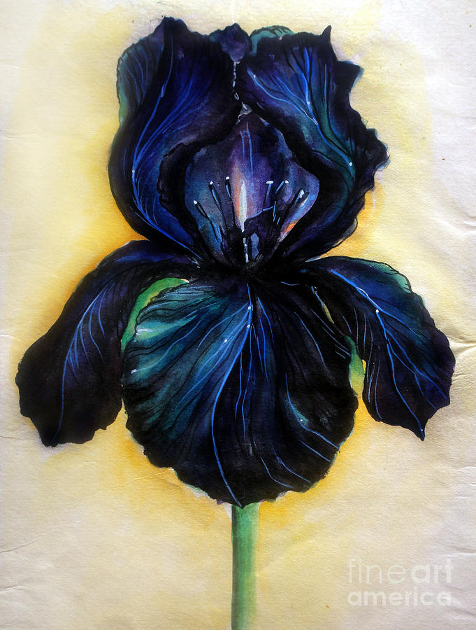 681x900 Black Iris Flower Painting By Sofia Metal Queen - Painting Of Iris Flower