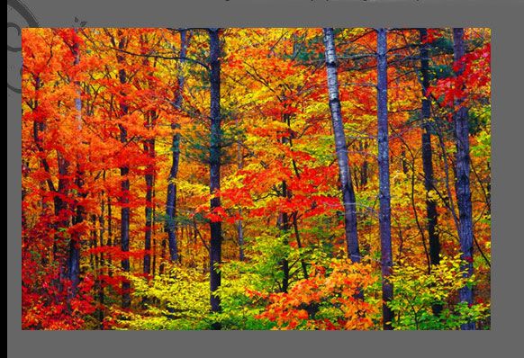 582x398 Oil Painting Workshop Orange Fall With Svetlana Kanyo. Painting - Painting Of Trees On Canvas