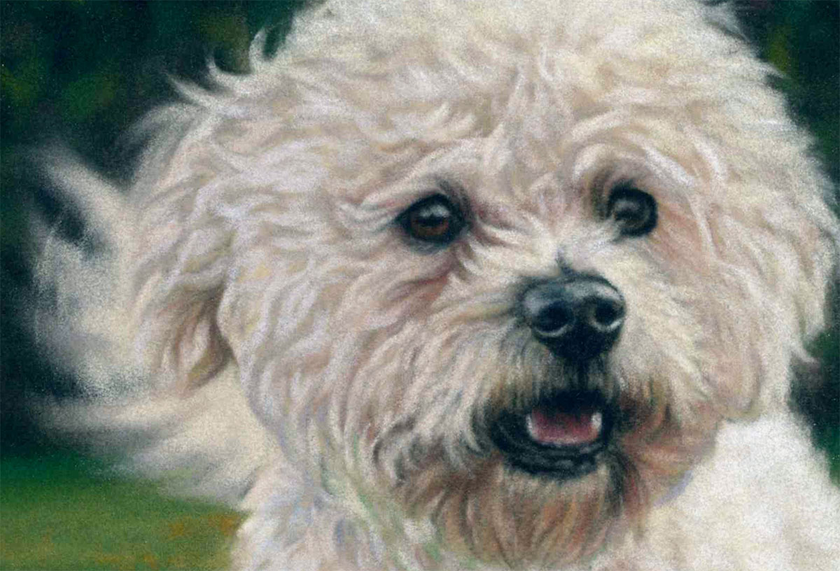 1200x816 Bichon Frise Brothers - Painting Of White Dog