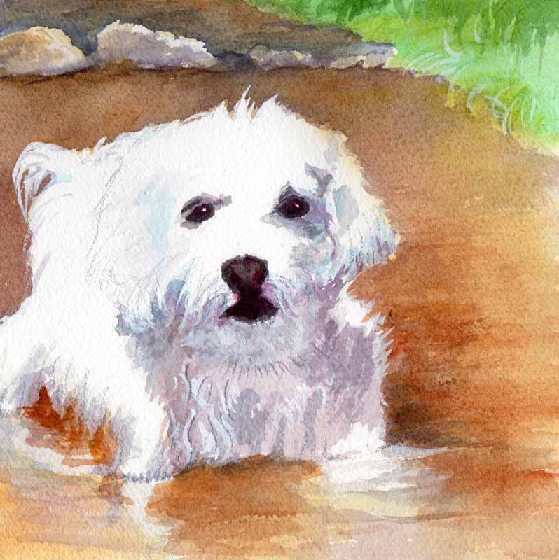 798x800 Bunny's Artwork White Dog Original Watercolor Painting - Painting Of White Dog